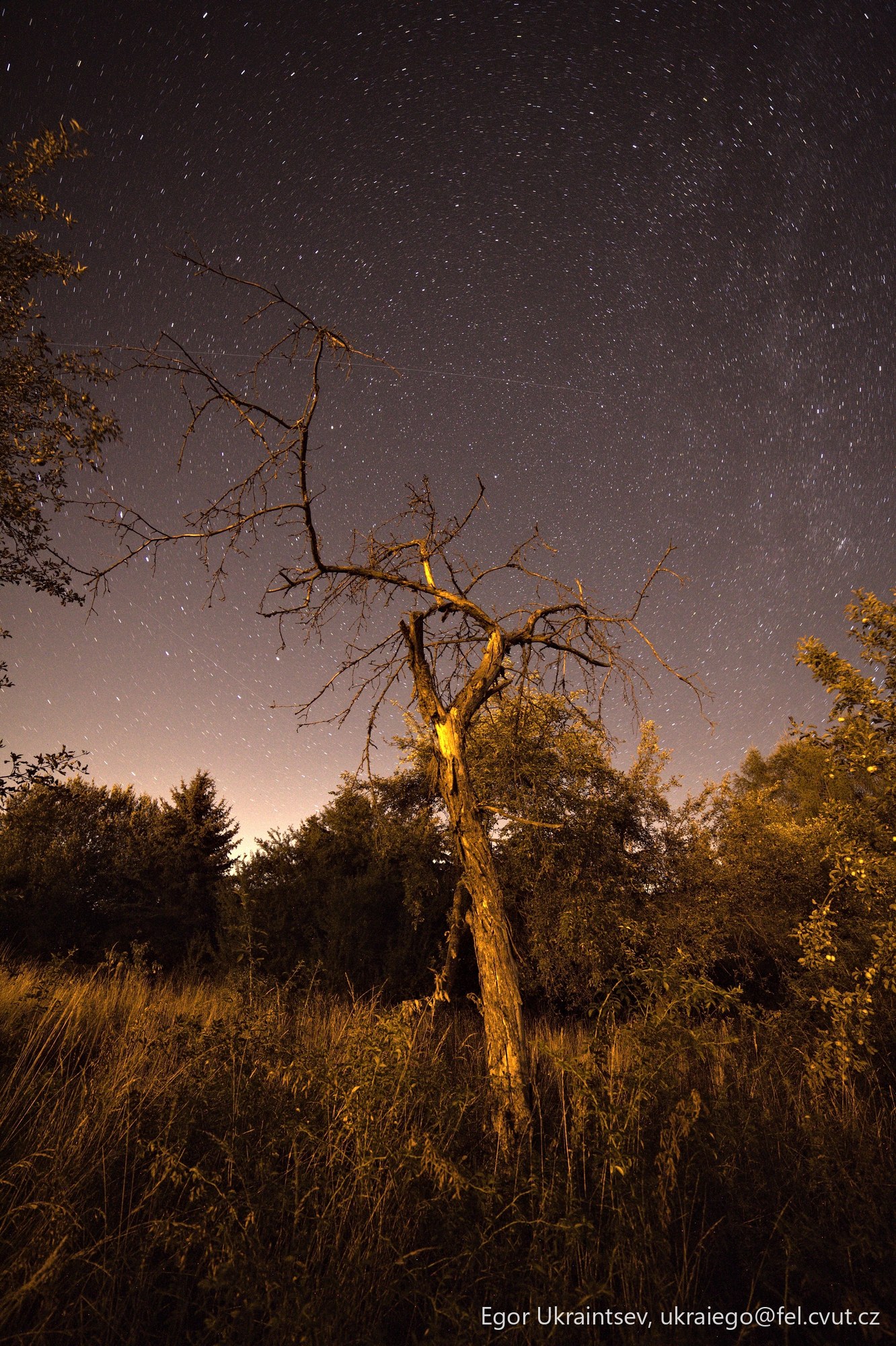 Dead tree in a field