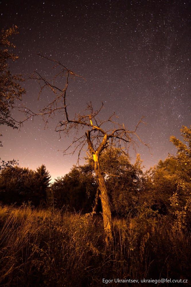 Dead tree in a field