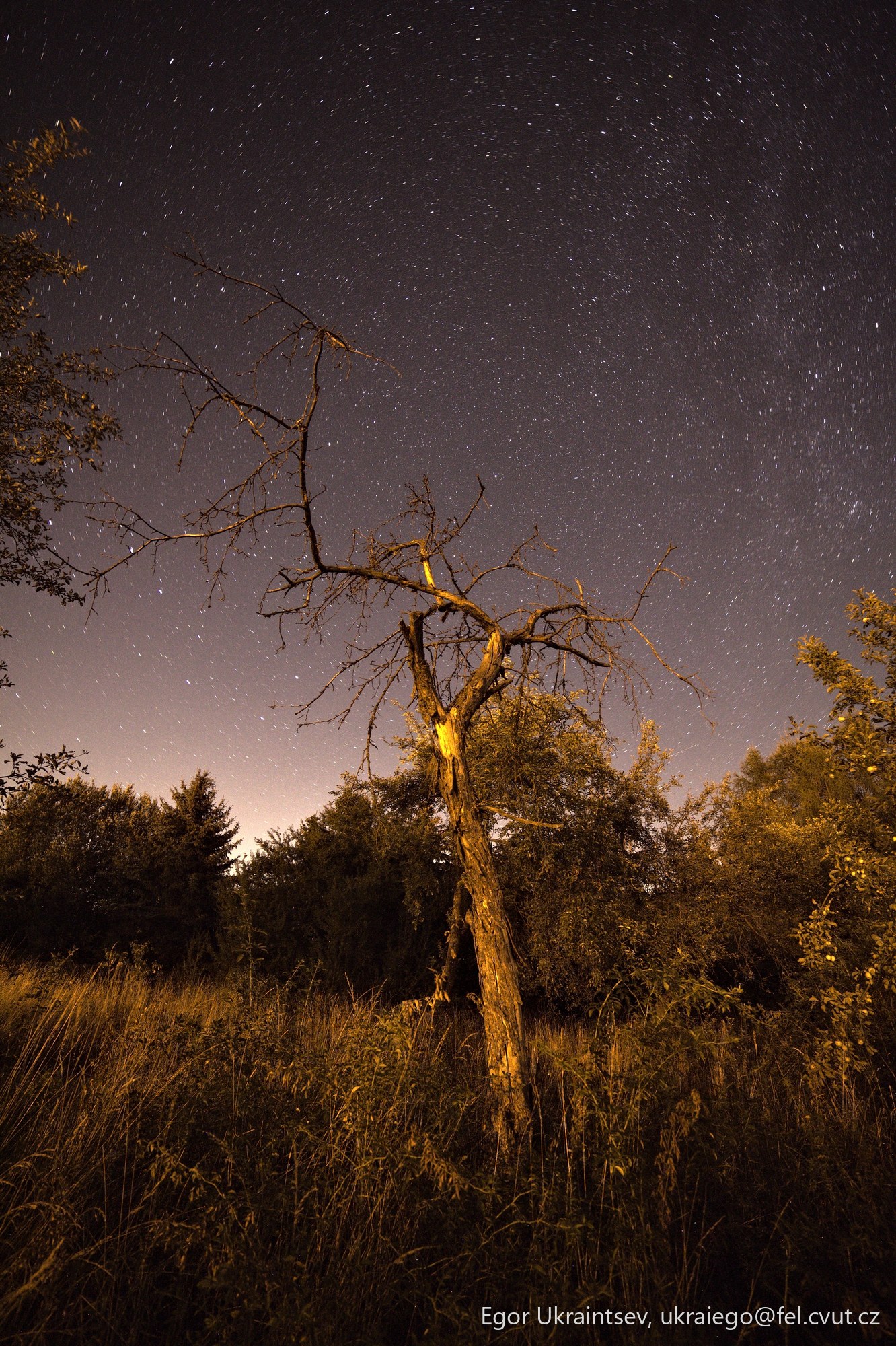 Dead tree in a field