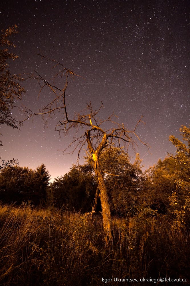 Dead tree in a field