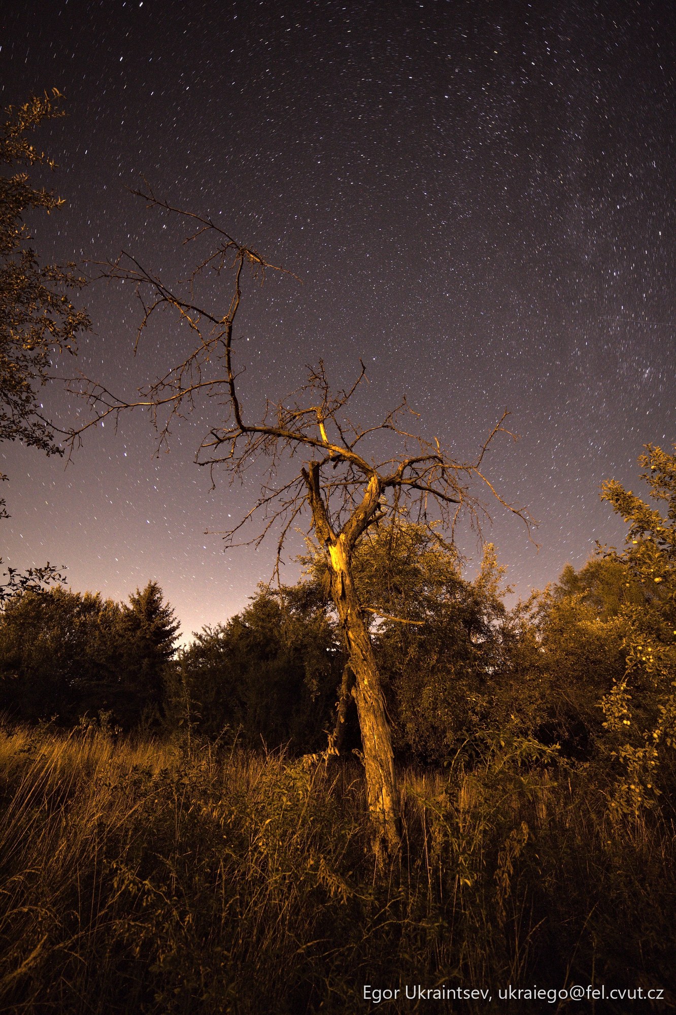 Dead tree in a field