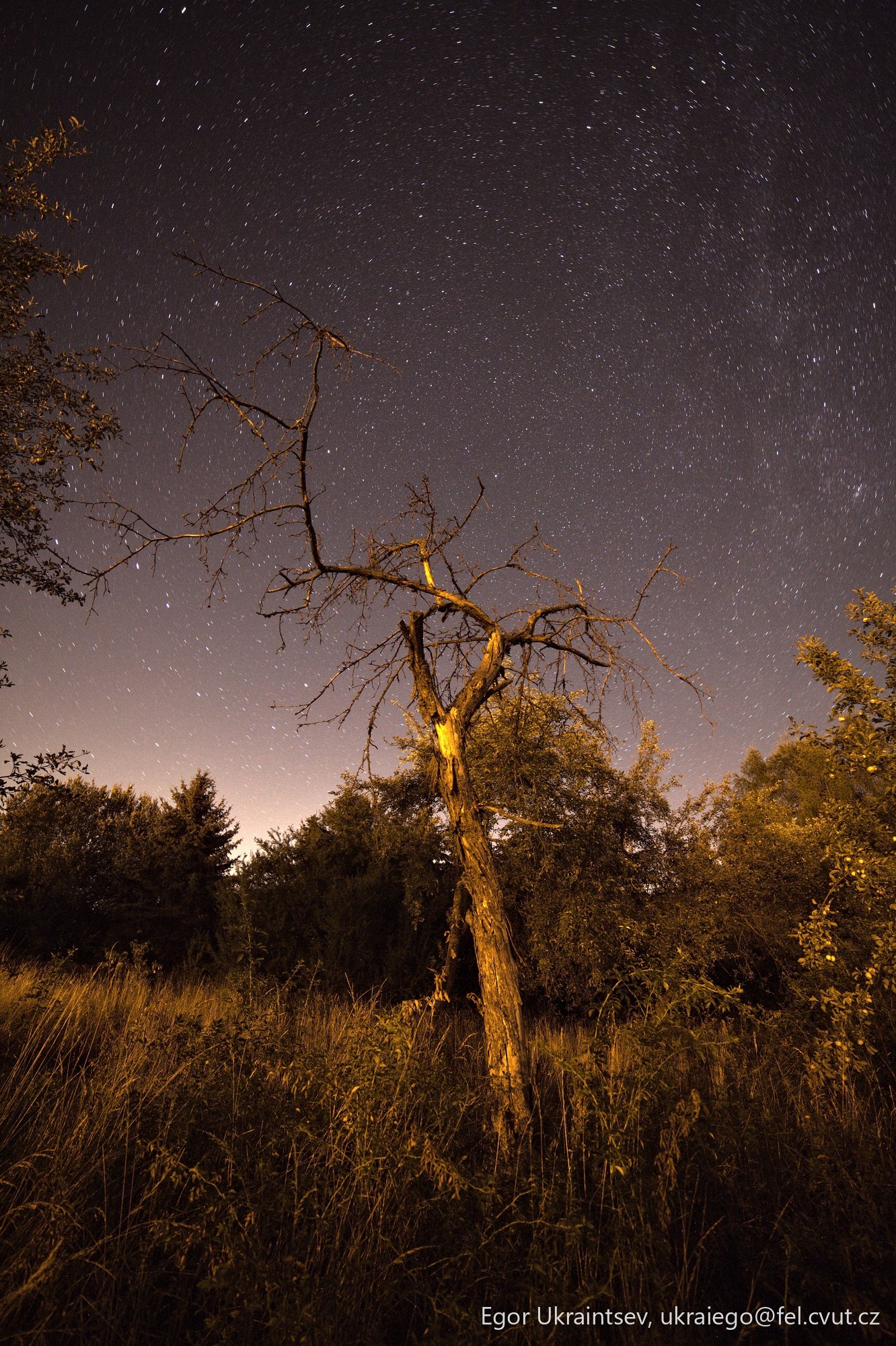 Dead tree in a field