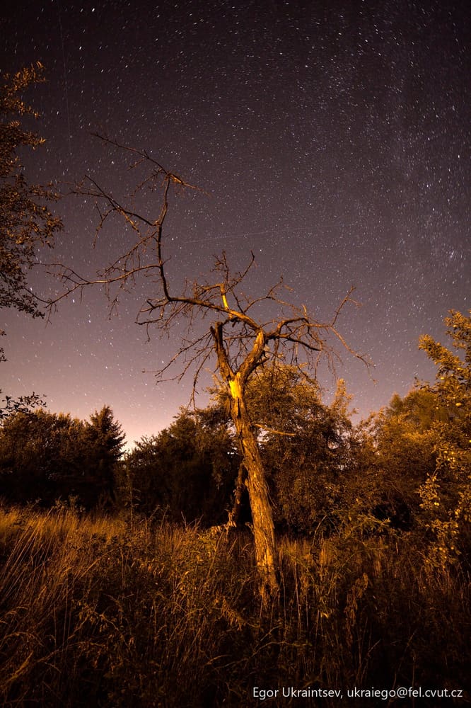 Dead tree in a field