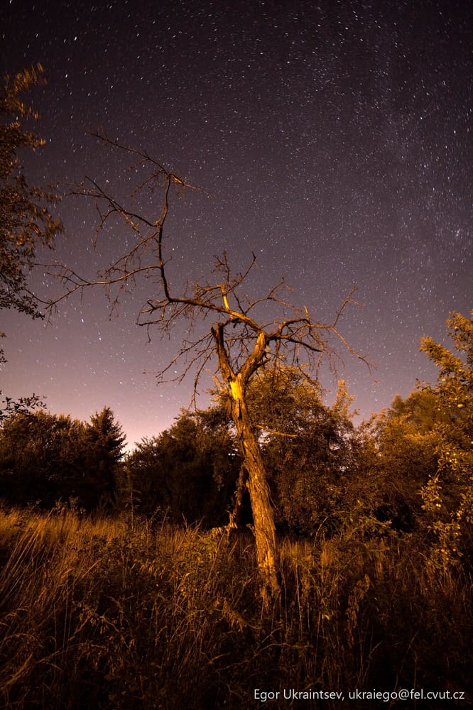 Dead tree in a field