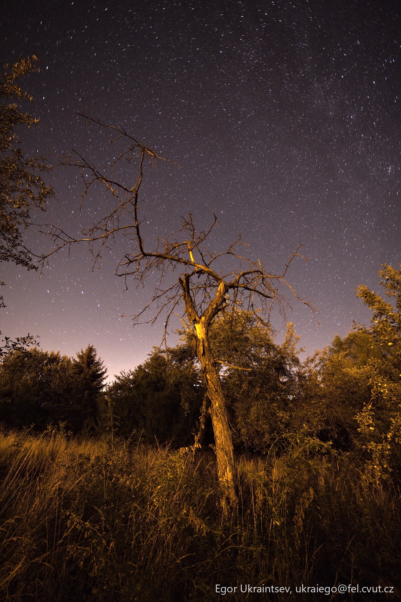 Dead tree in a field