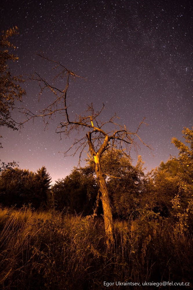 Dead tree in a field