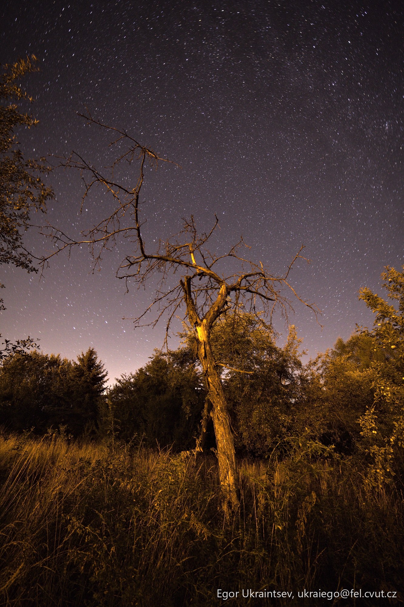 Dead tree in a field