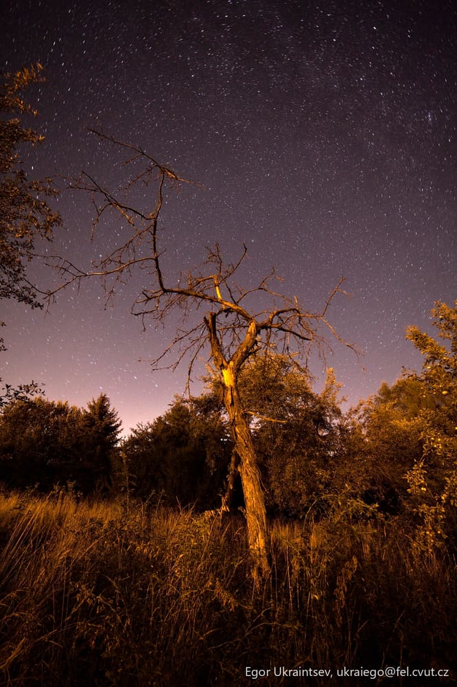 Dead tree in a field