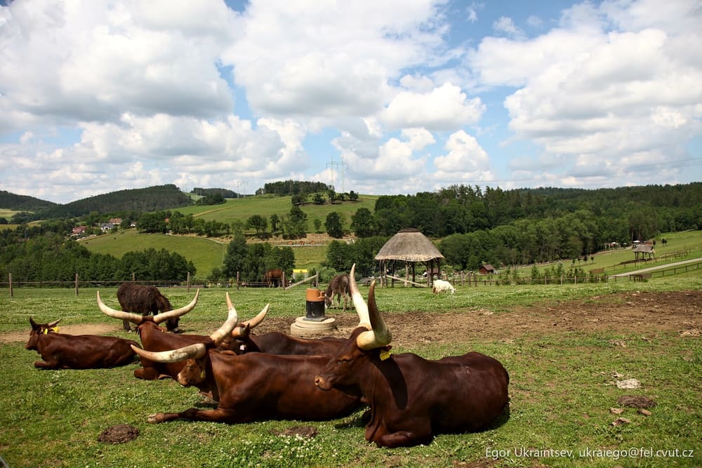 Cows laying down