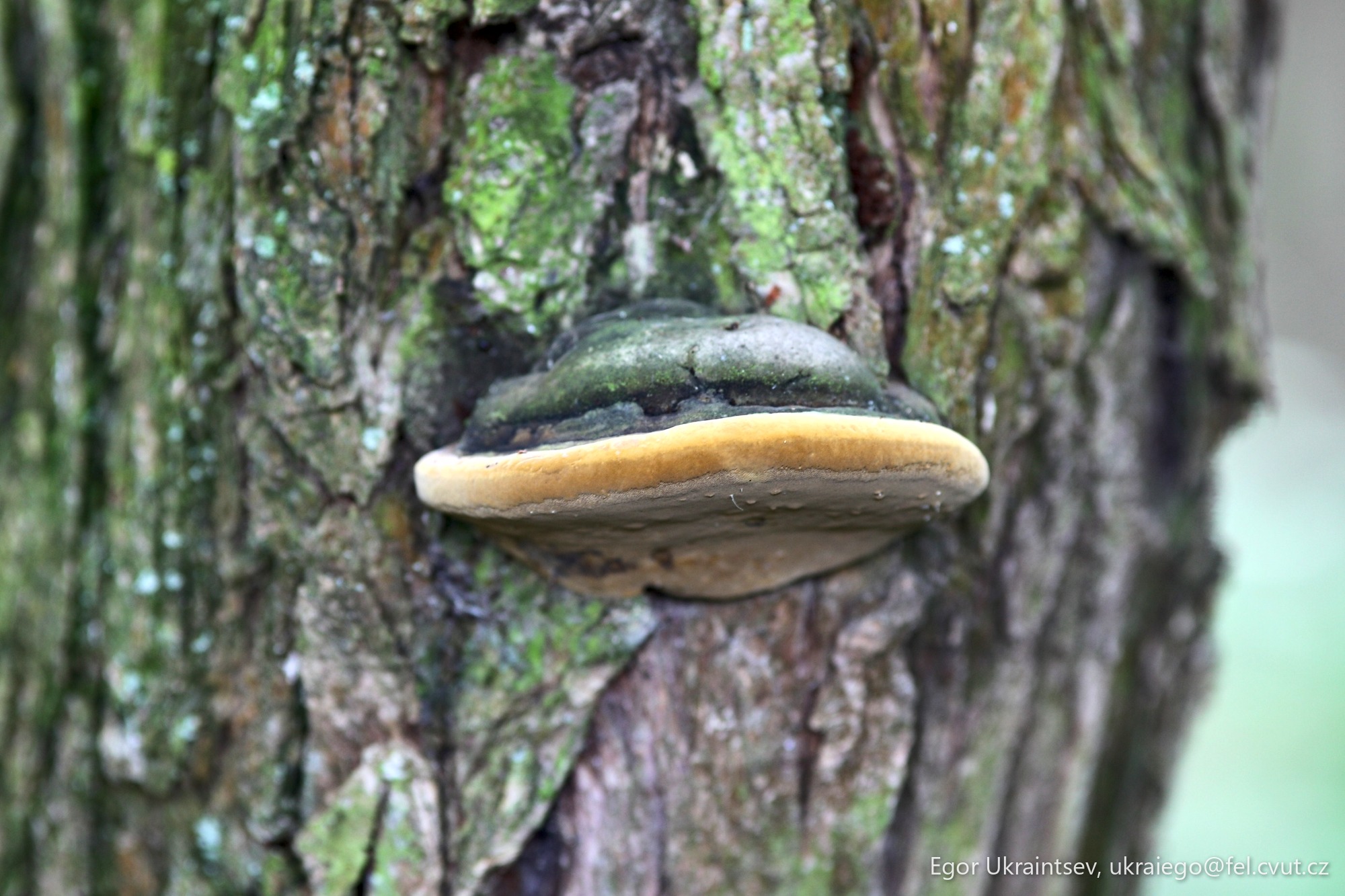 Mushroom on a tree