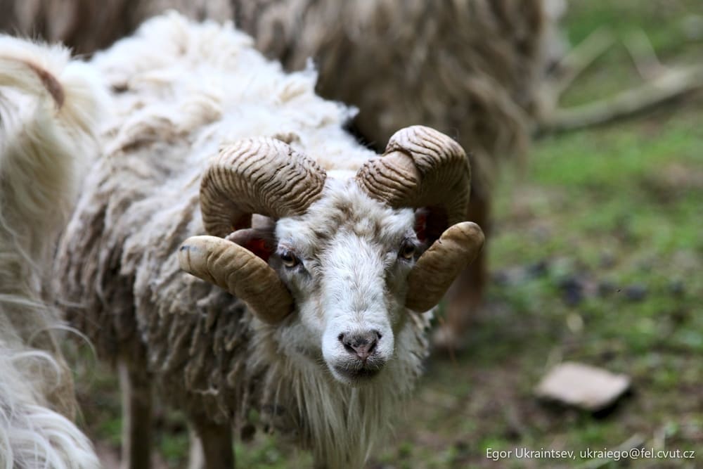 Sheep in a field
