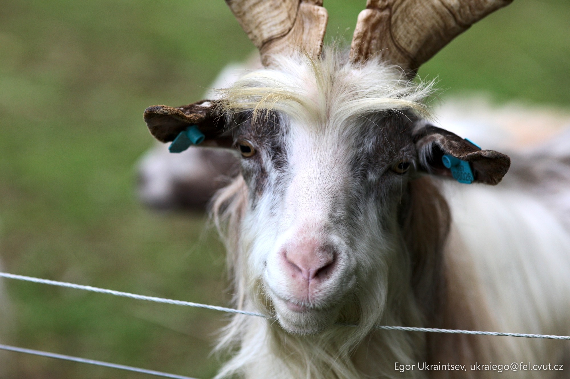 Goat behind a wire fence