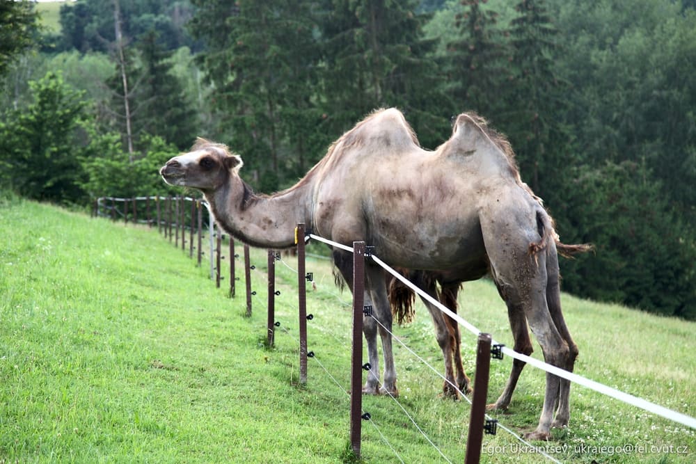 Camel in a field