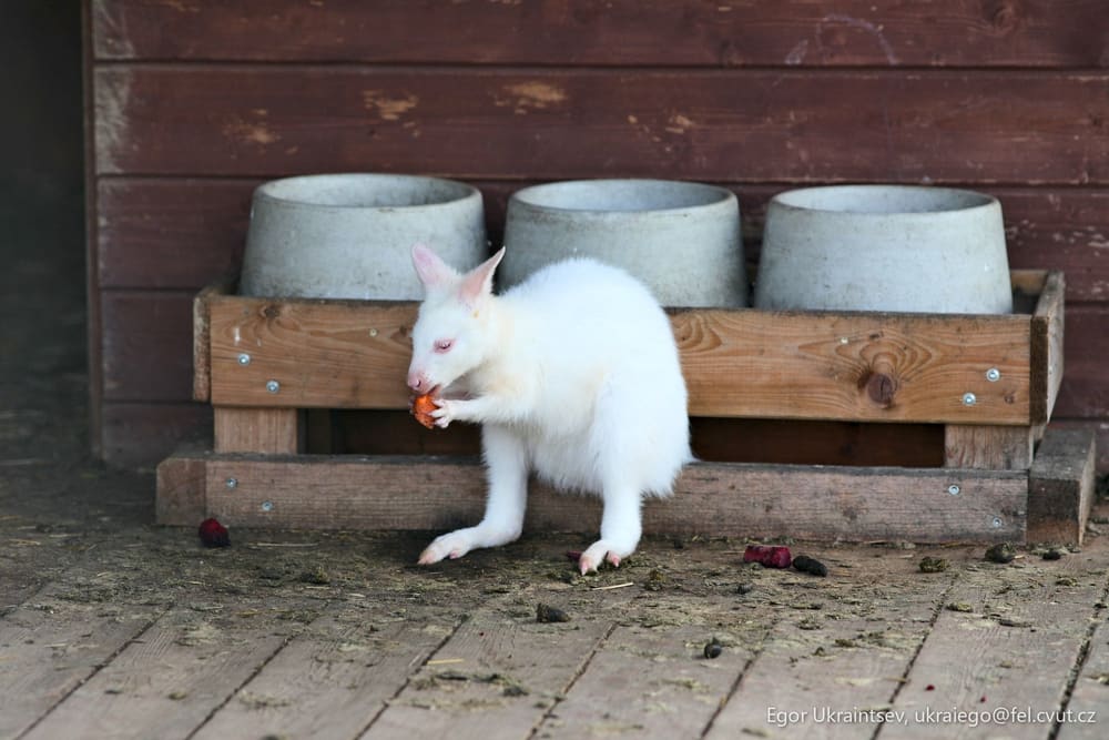 Small white rabbit eating food