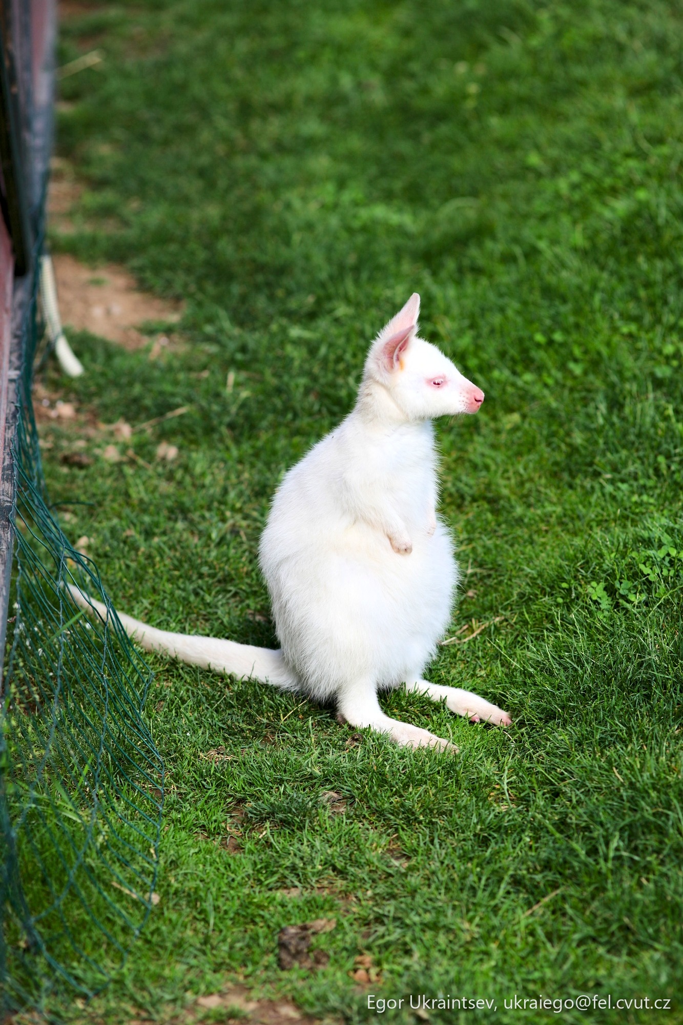 White kitten