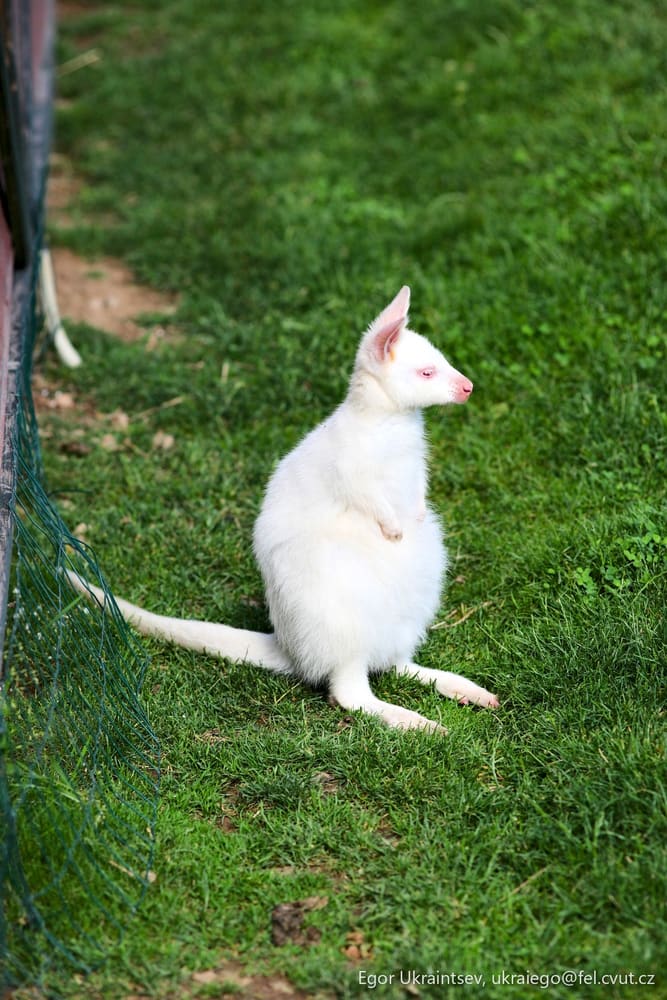 White kitten