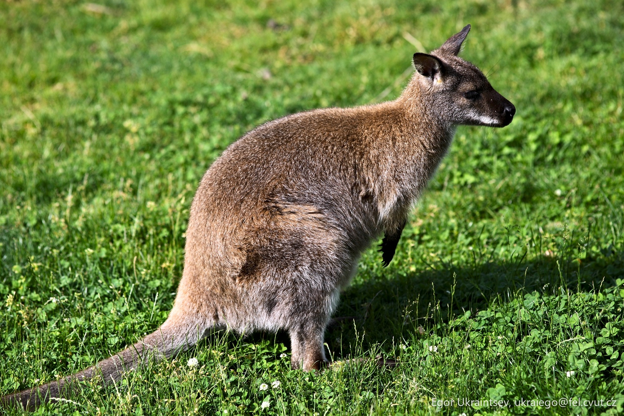 Kangaroo in a field