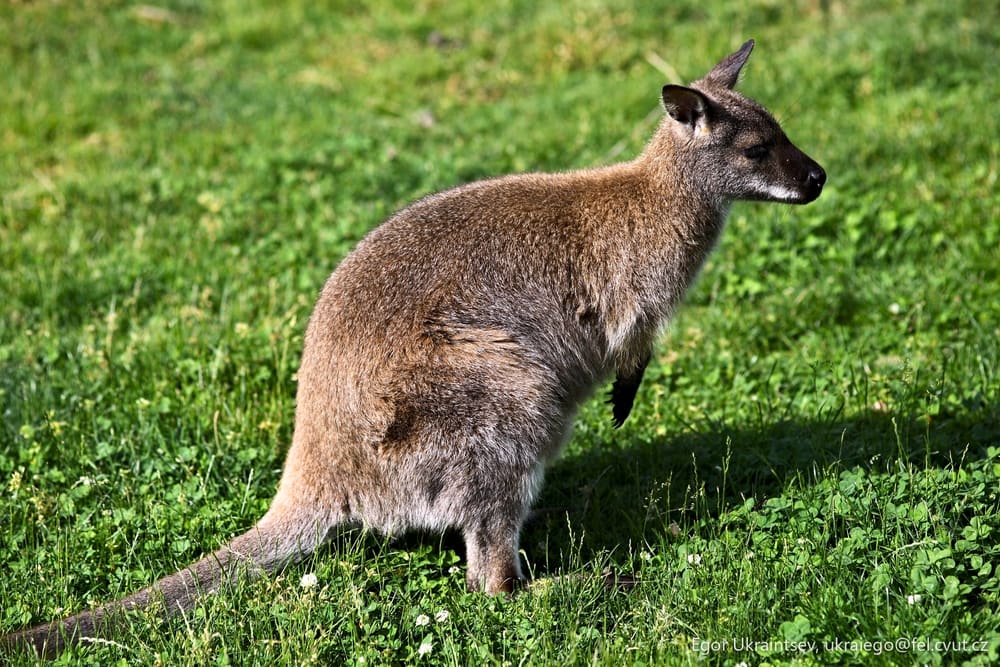 Kangaroo in a field