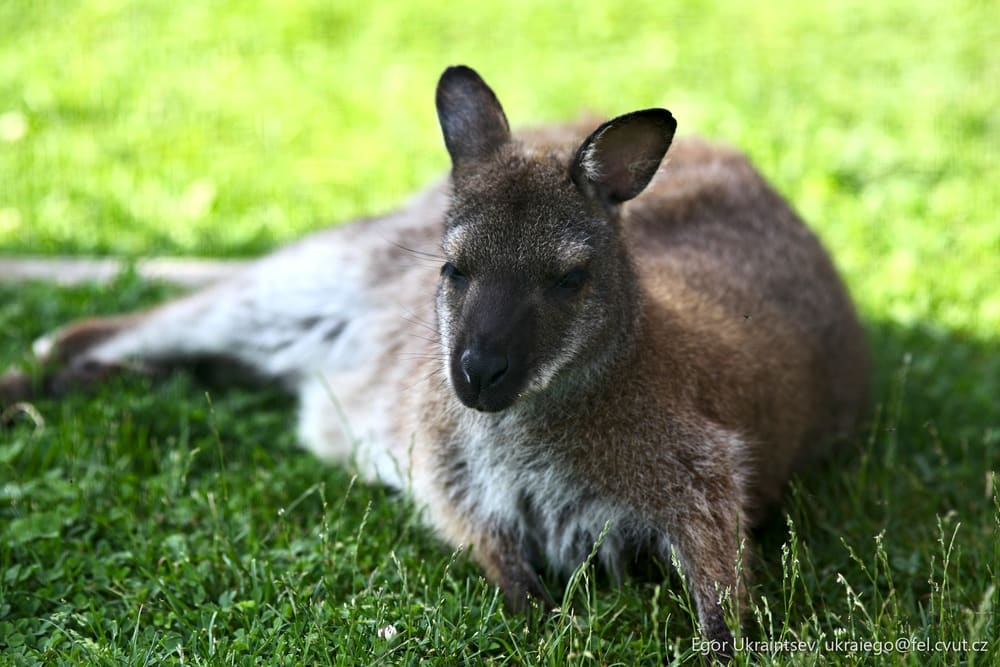 Kangaroo laying in the grass