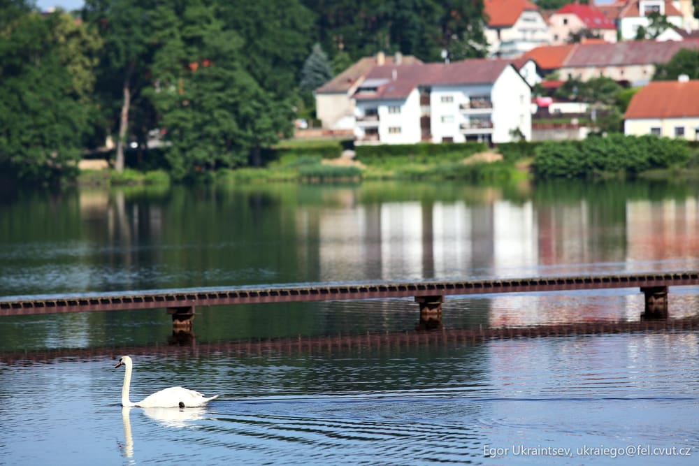 Swan swimming in a lake