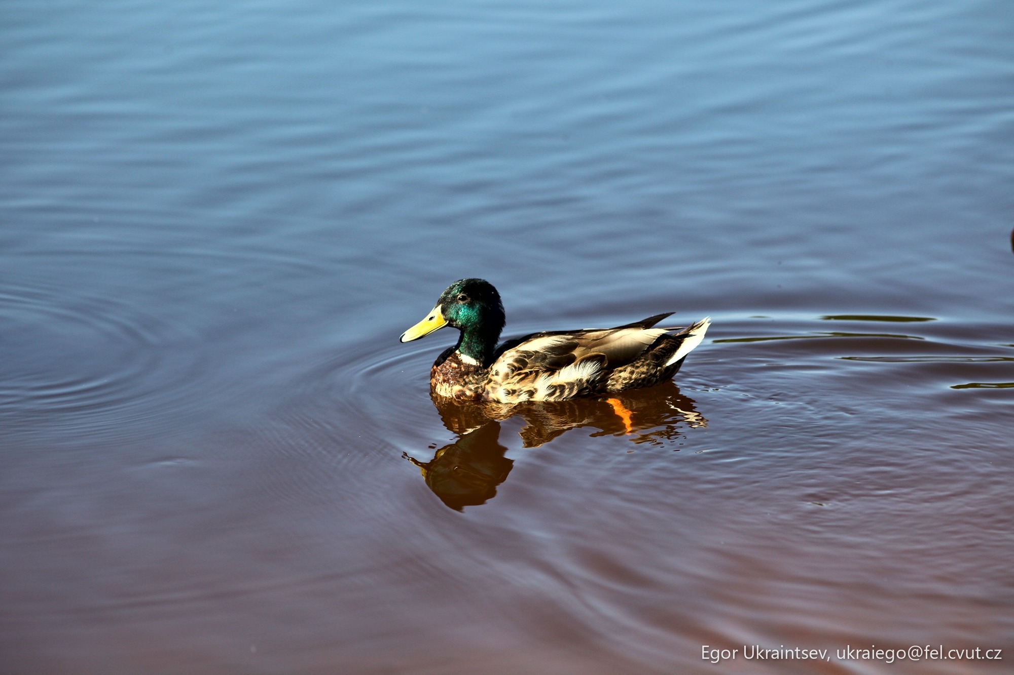 Duck swimming in the water