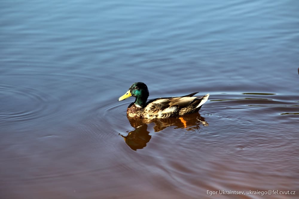 Duck swimming in the water