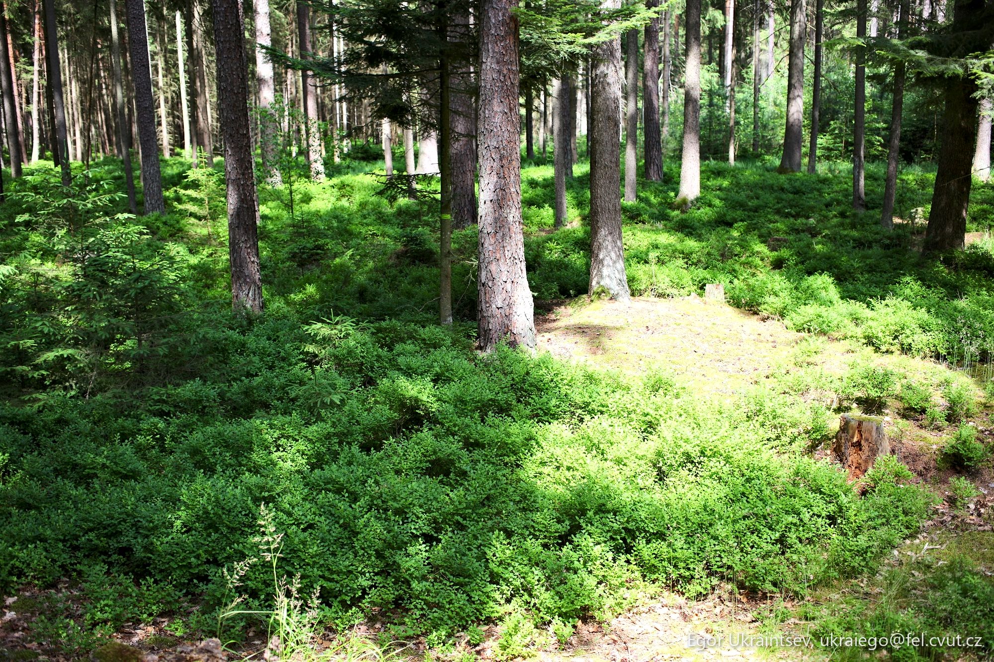 Forest with lots of green
