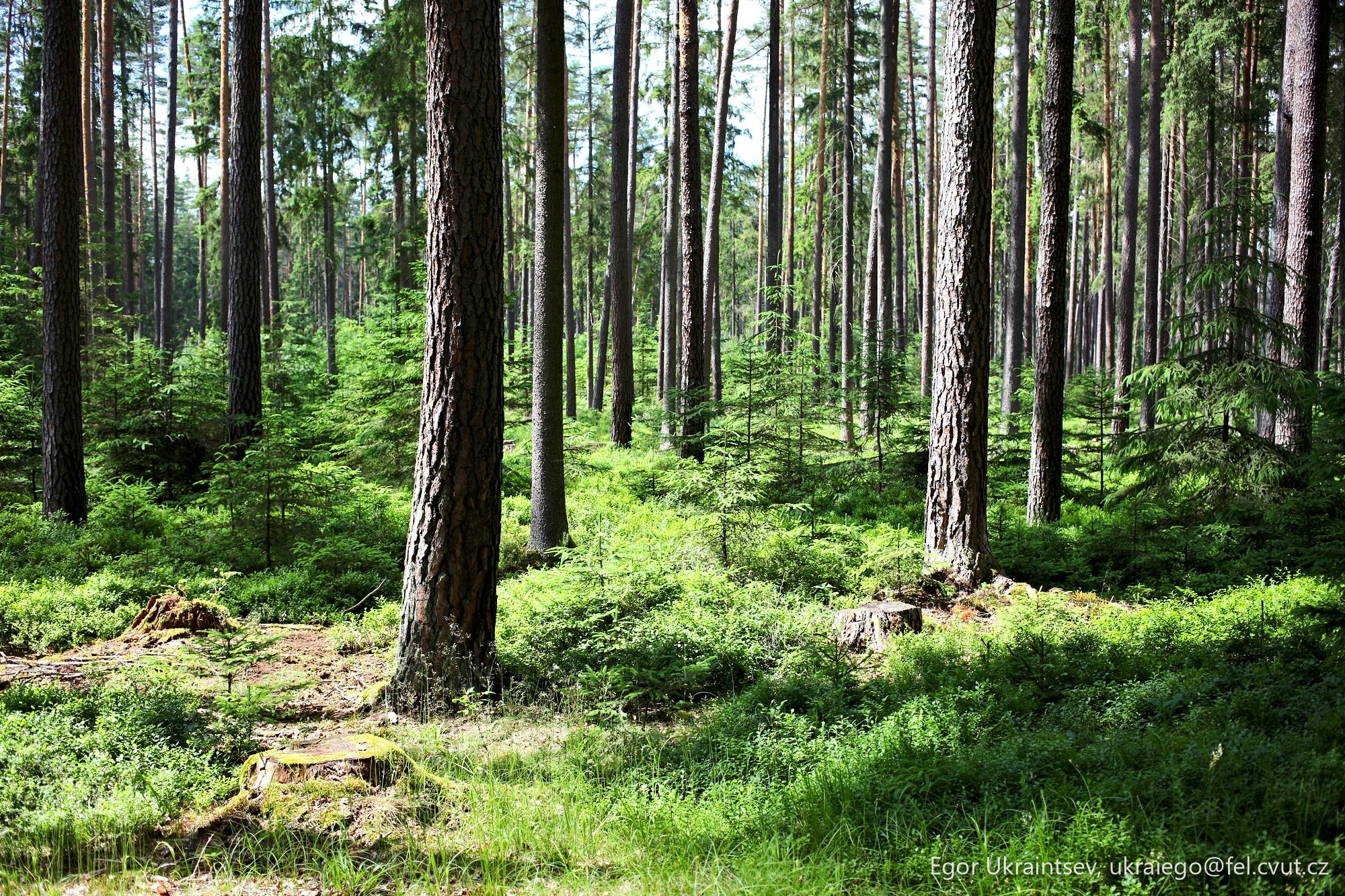 Pine forest