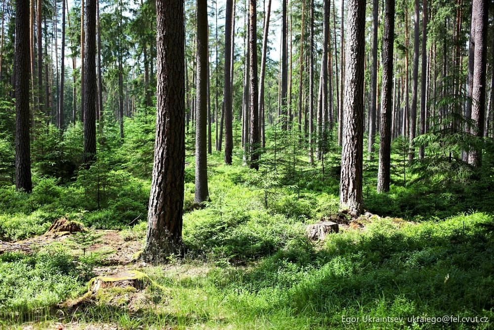 Pine forest