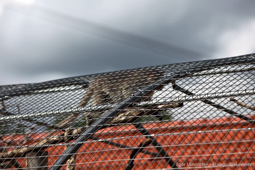 Bird perched on a wire
