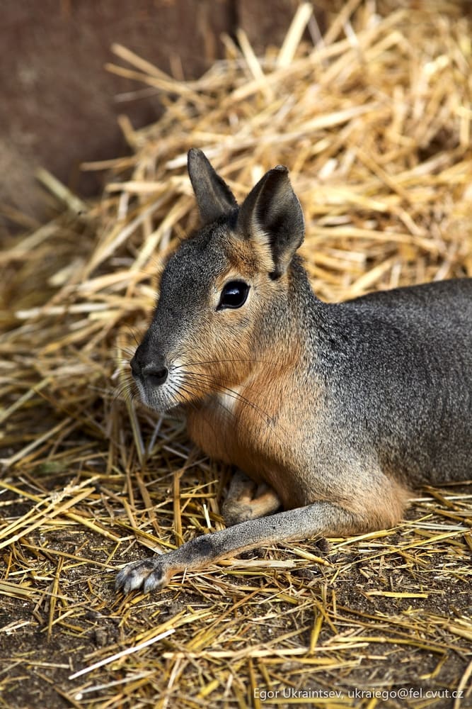 Small rabbit in a pile