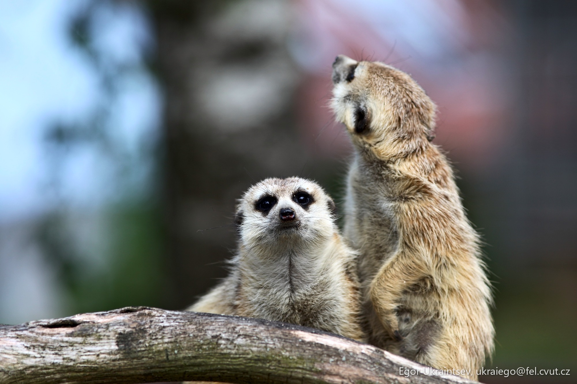 Meerkats on a tree branch