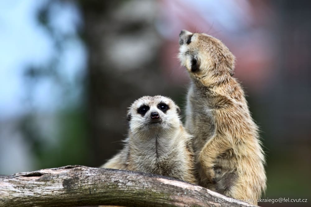 Meerkats on a tree branch