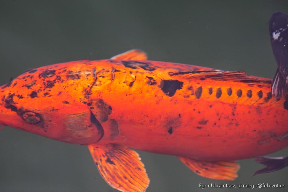 Fish swimming in a pond