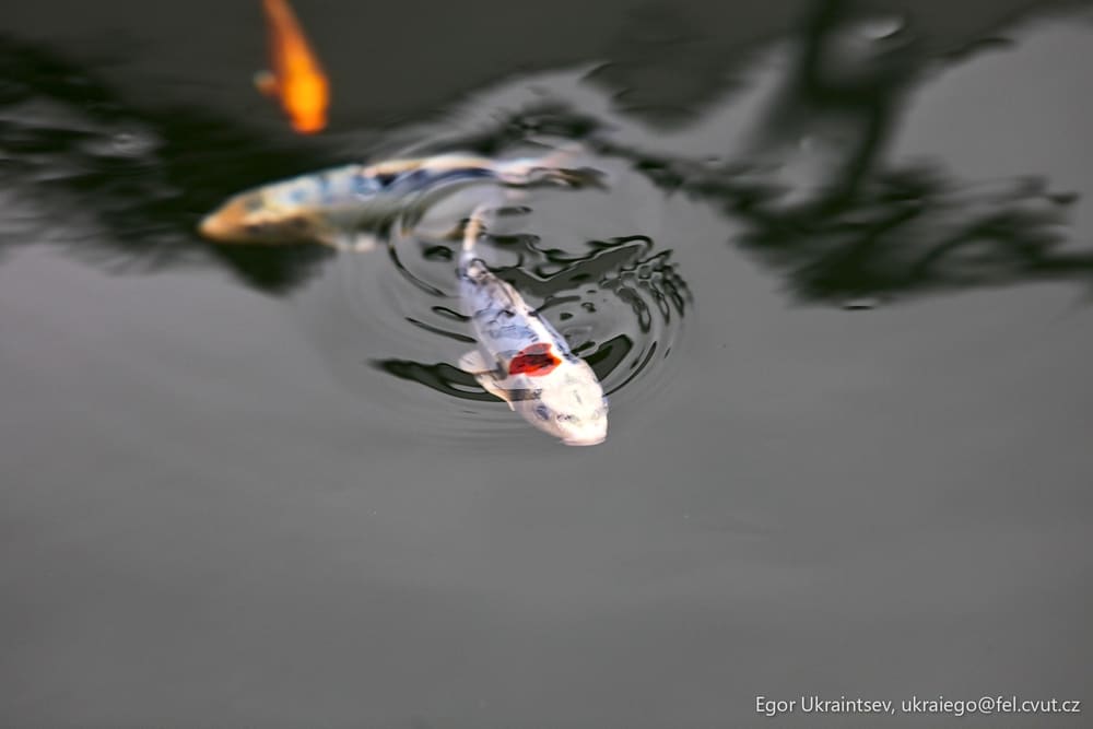 Fish in a pond