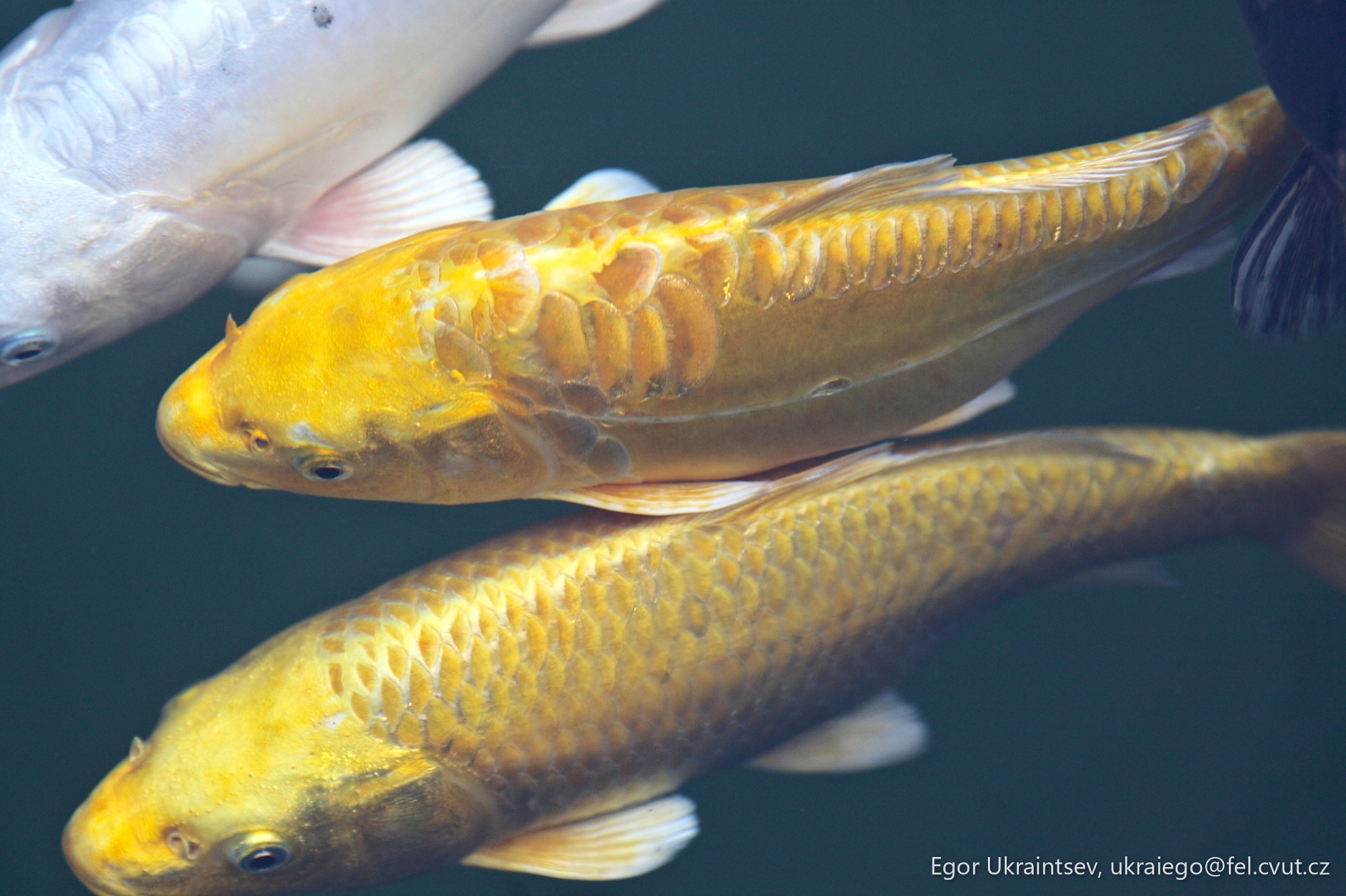 Group of fish swimming