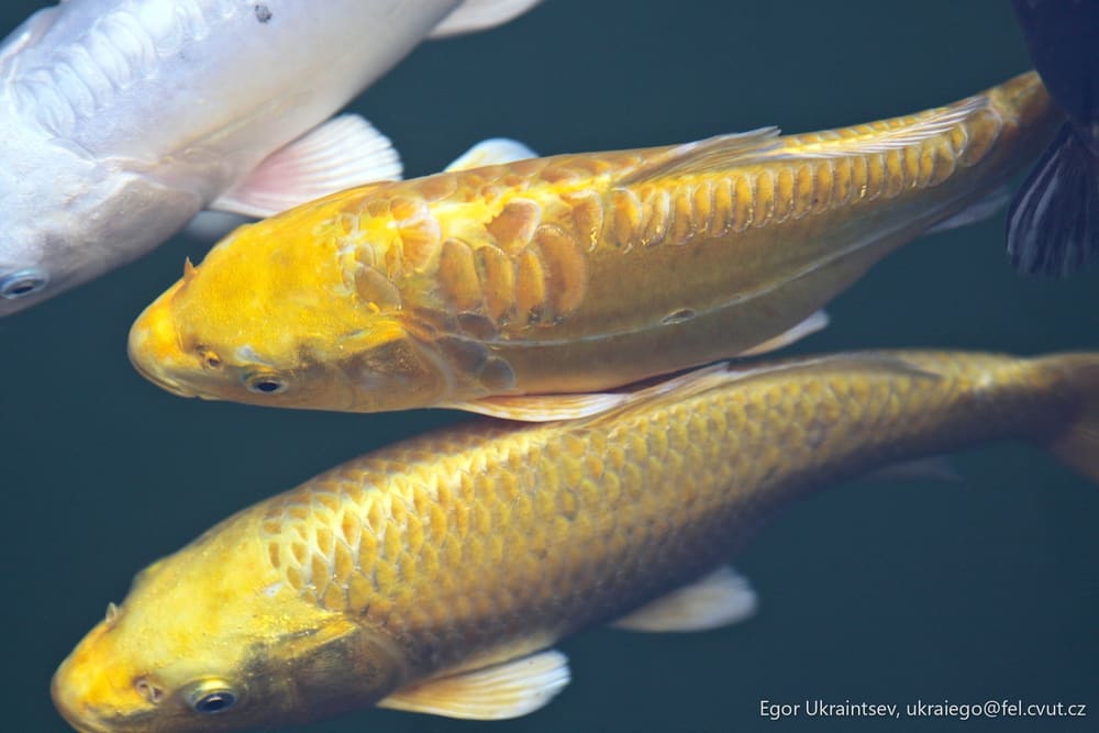 Group of fish swimming