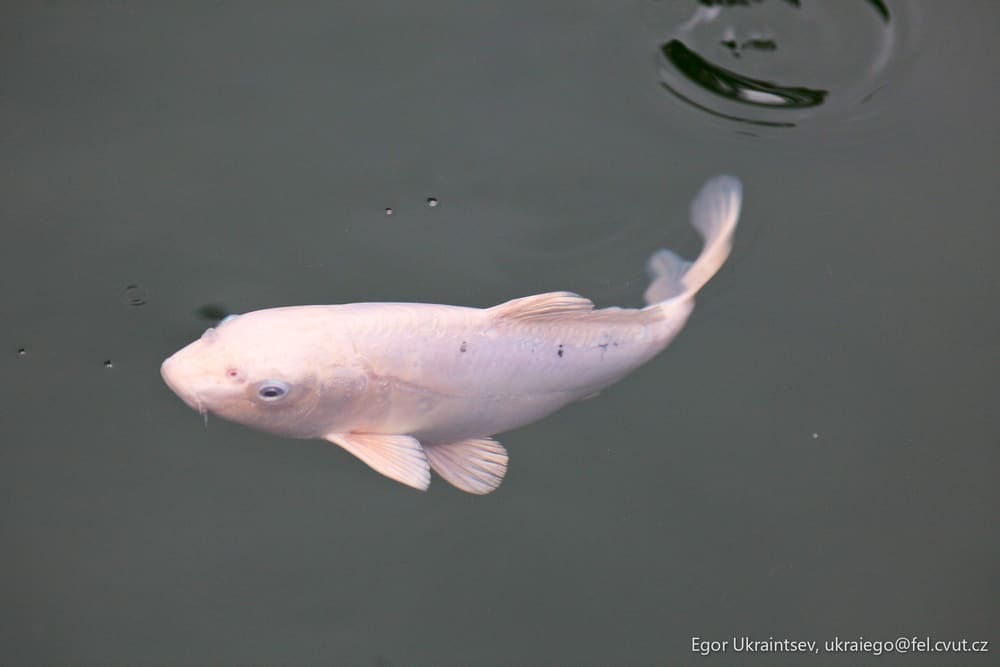 Fish in the water