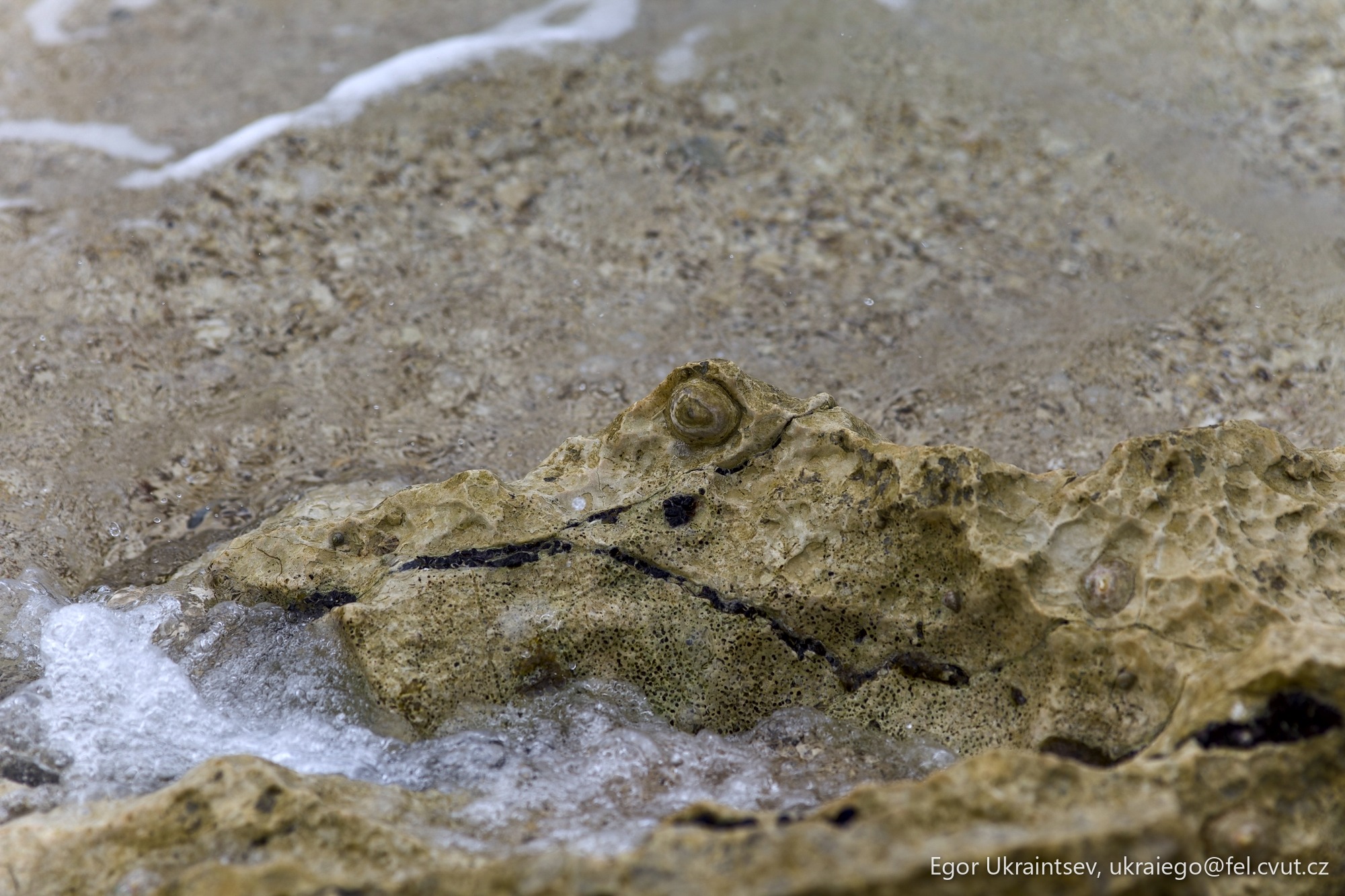 Bird on a rock