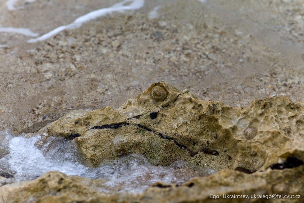 Bird on a rock
