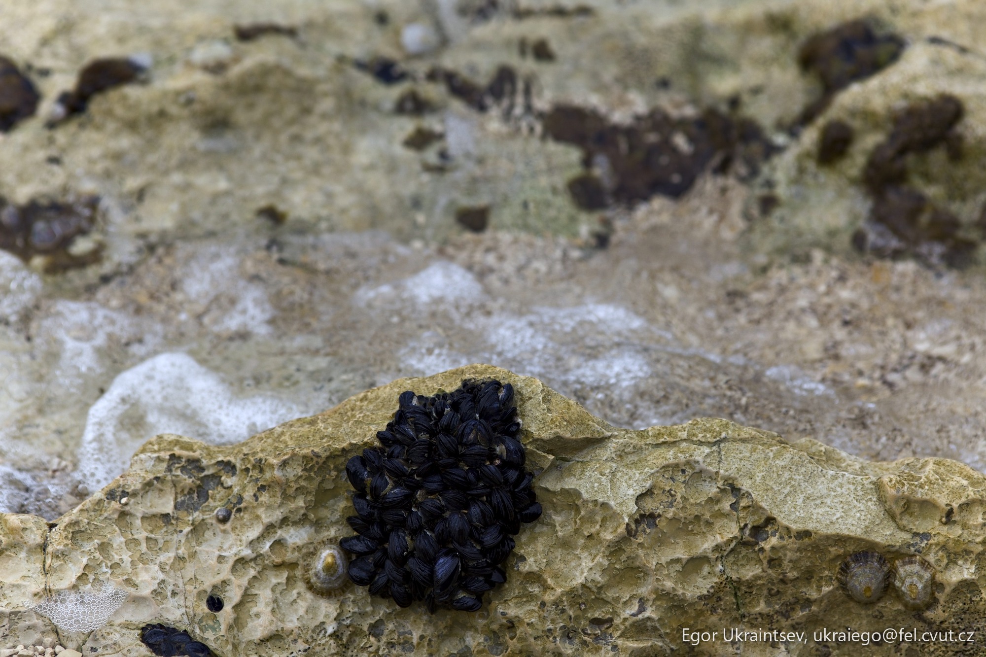 Black fungus on a rock