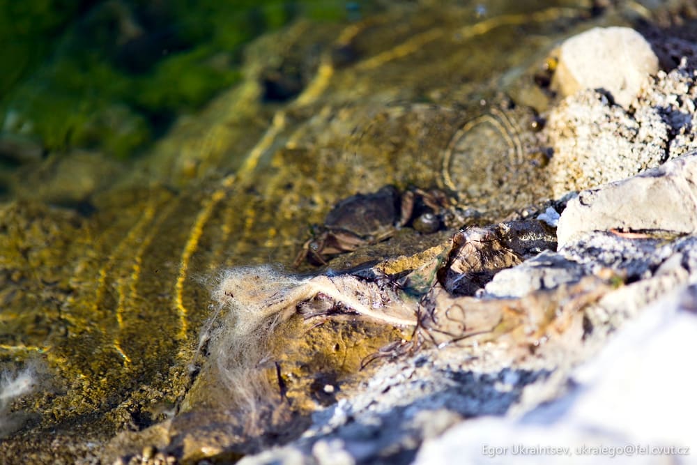 Dead bird in the water