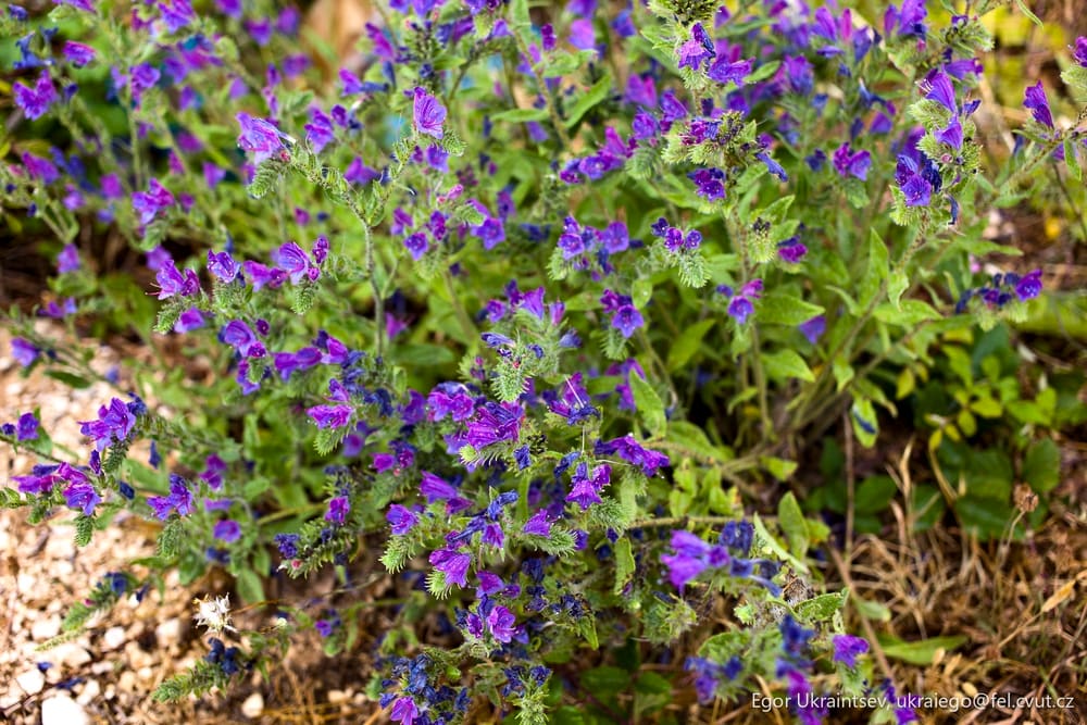 Purple flowers growing