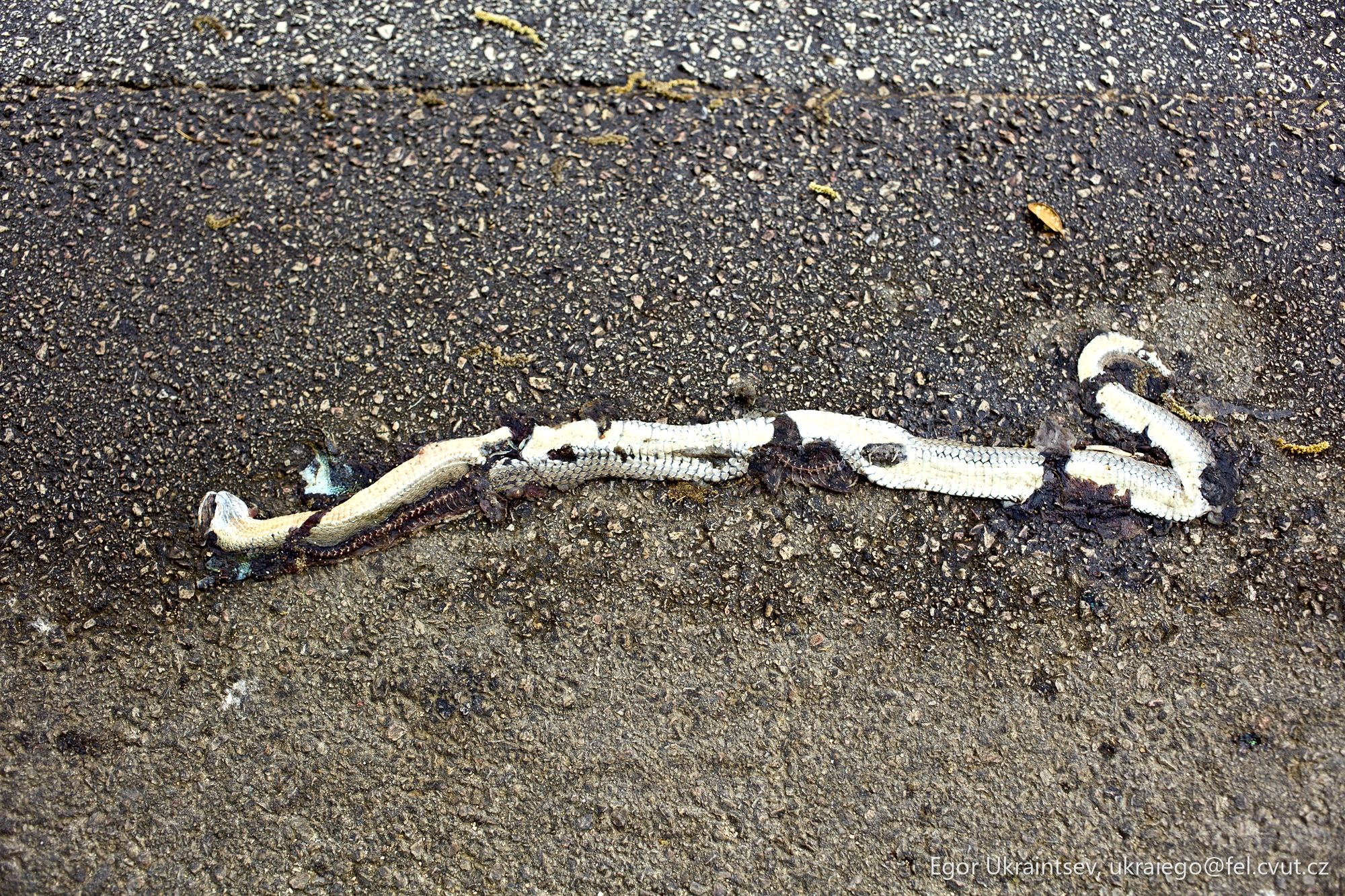Dead bird on the ground