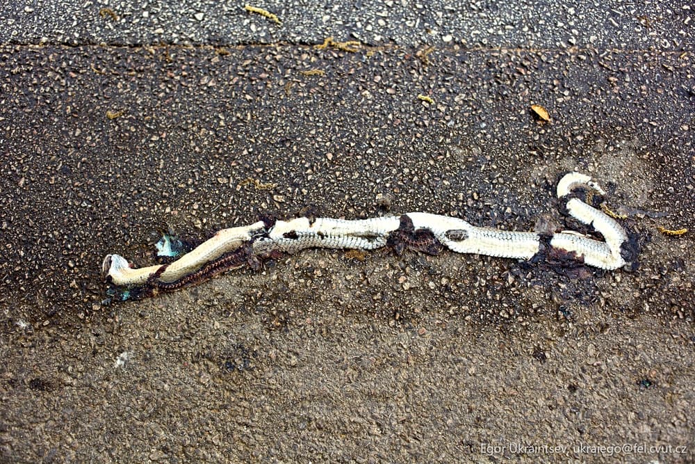 Dead bird on the ground