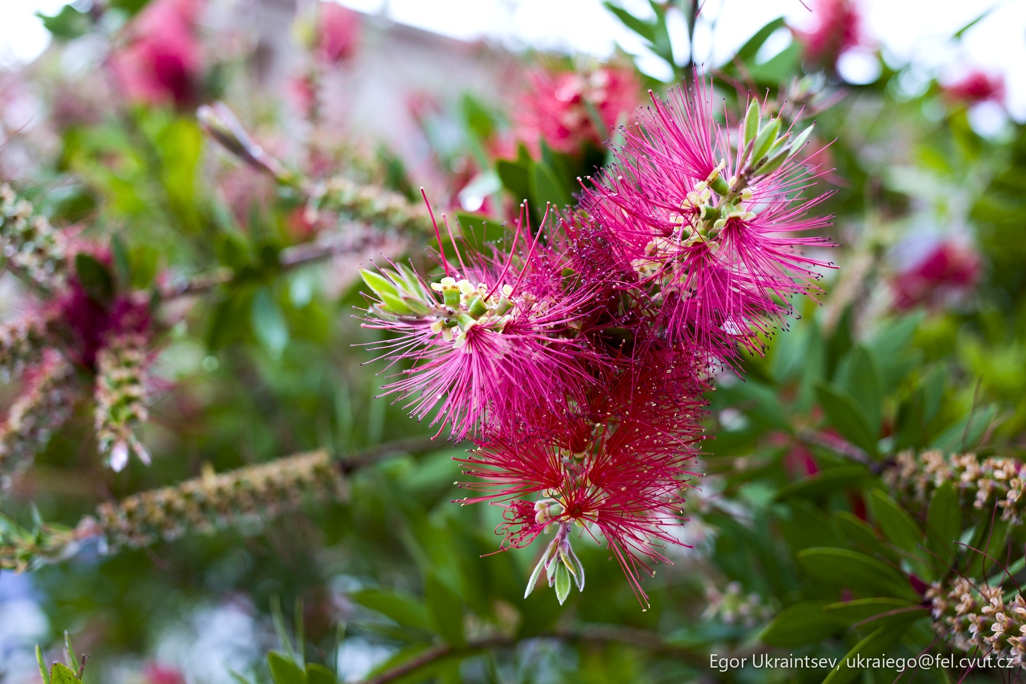 Pink flowers on a tree