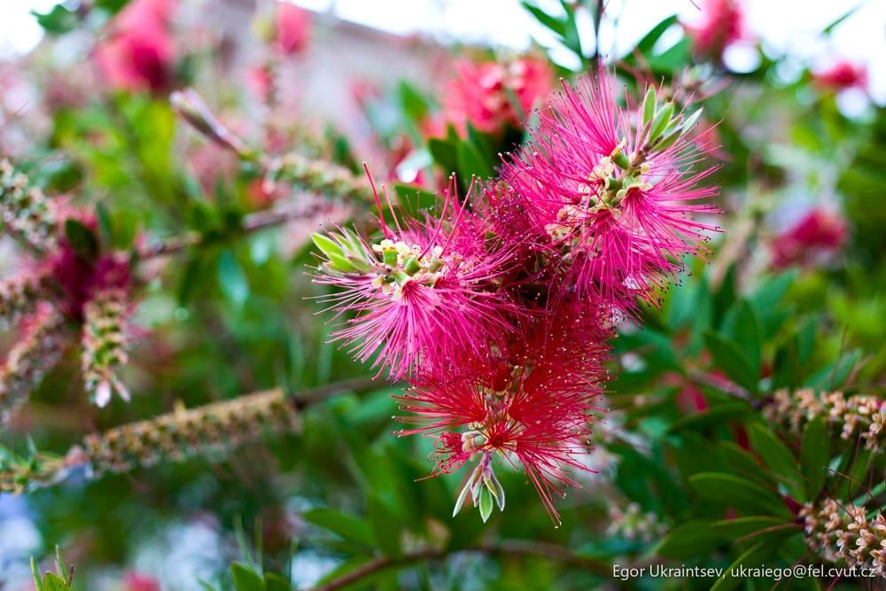 Pink flowers on a tree