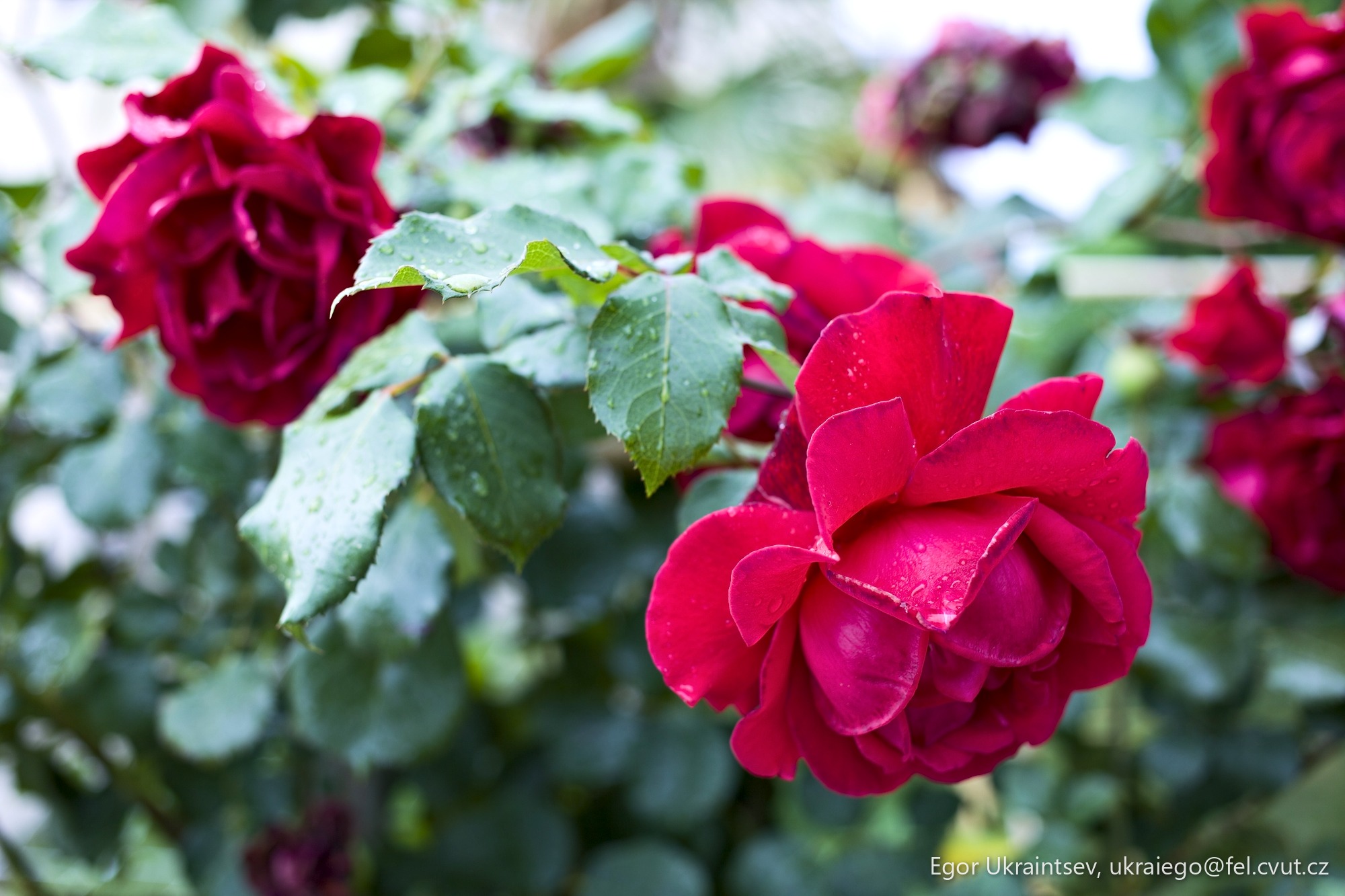 Red roses with water droplets