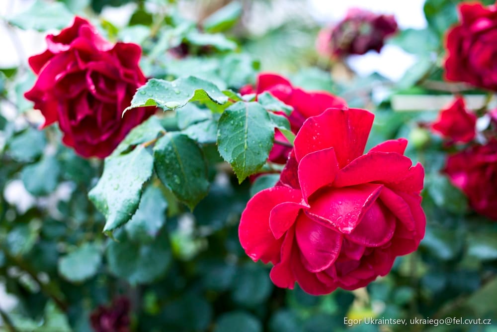 Red roses with water droplets