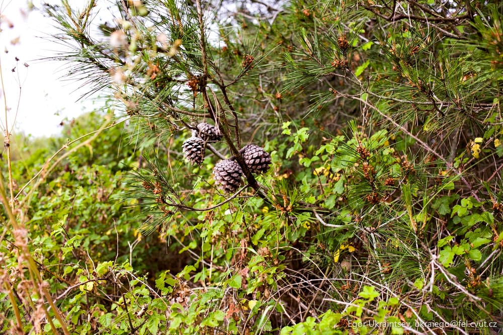 Pine cone on a tree
